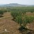 Stare drzewa oliwne gospodarstwa Marvulli na  wzgórzach Matery, Basilicata