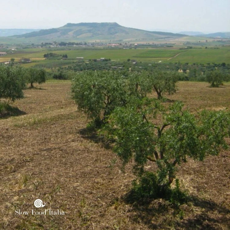 Stare drzewa oliwne gospodarstwa Marvulli na  wzgórzach Matery, Basilicata