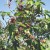 Organiczna kawa arabica Peru