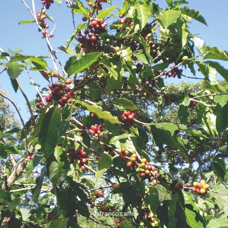 organiczna arabica z Peru HB