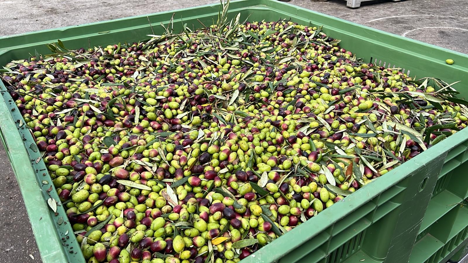 Jaka jest najzdrowsza oliwa z oliwek? Ranking Polifenoli 2025/2026. Poznaj "Zielone Złoto" z Molfetty